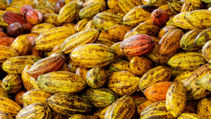 Cacau atinge pico de 6 anos e meio na ICE, açúcar se consolida