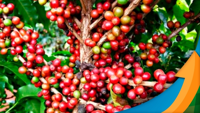 Café: Após susto em julho, NY encerra primeira semana de agosto consolidando preços na casa dos 170 cents/lbp