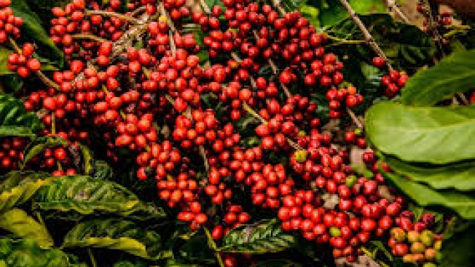 Café inicia a semana sob tensão global e clima incerto nas lavouras