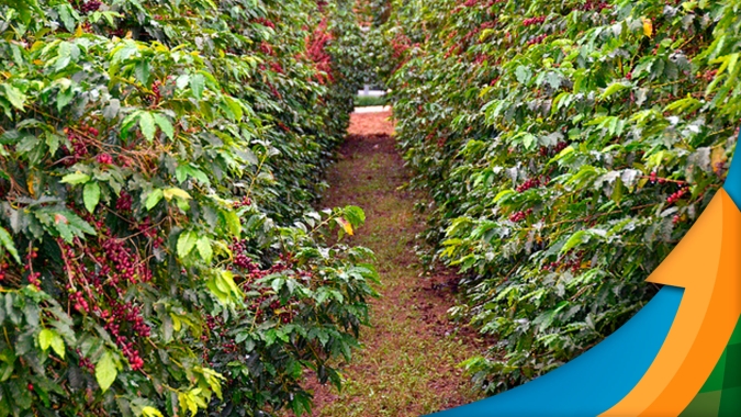 Procafé: Safra vai se consolidando com redução de até 40% na produtividade, mas sem novos fatores negativos e com planta se desenvolvendo bem para 2023