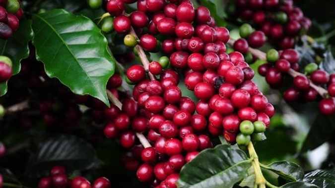 Emater-MG divulga classificados para a próxima etapa do 20º Concurso de Qualidade dos Cafés de Minas Gerais