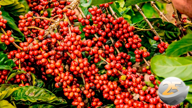 Café encerra mais uma semana pressionado, mas patamar de preço ainda é positivo e produtor precisa estar atento e não perder boas oportunidades