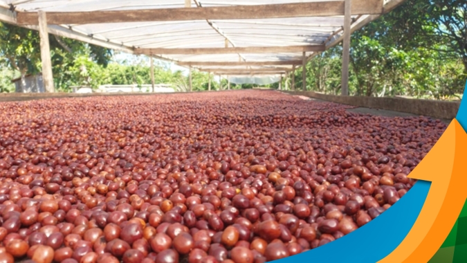 Vietnã "sai" do mercado, robusta tem explosão constante e mantém janela de oportunidades aberta para o Brasil