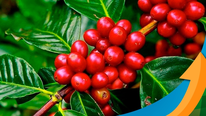 Arábica: NY avançou mais de 30% em 20 dias, preços são bons, mas prudência é palavra de ordem para o produtor