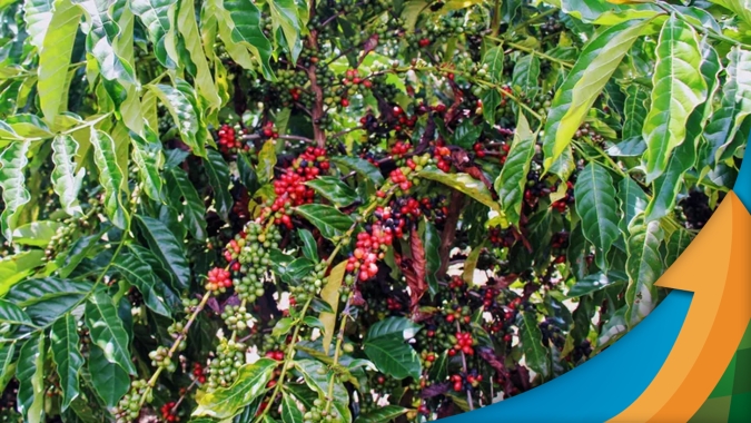 Café mantém velocidade na descida e Rabobank acredita em oportunidades pontuais de melhora nos preços até entrada da nova safra brasileira