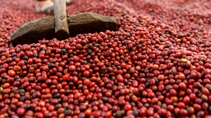 Café abre terça-feira com arábica em alta e robusta pressionado em Londres
