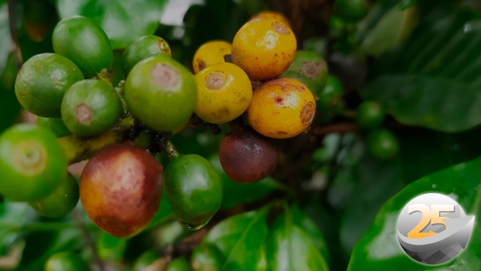 Café em São Pedro da União: Florada teve pegamento em 30% da área, mas chuvas trazem boas expectativas para 23
