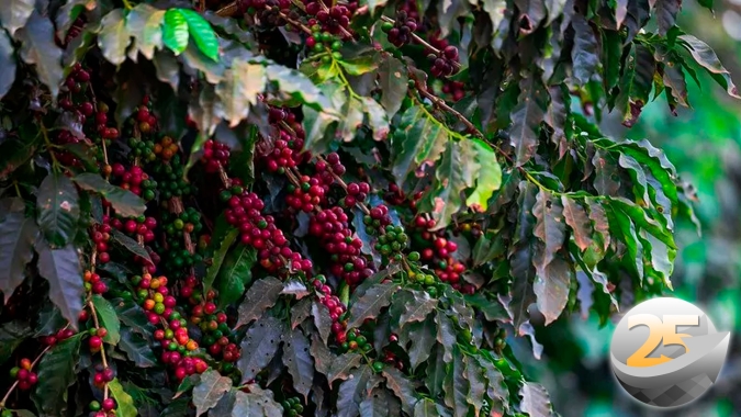 Profissional da SMC Specialty Coffees é vice-campeão brasileiro de torra de café 2022