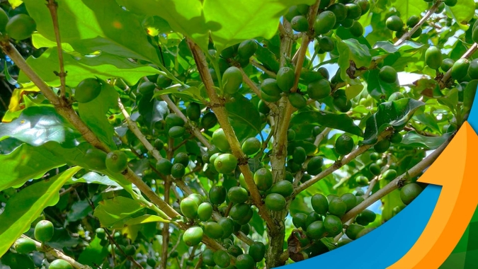 Procafé:  Lavouras de arábica têm menos fruto por roseta, mas água pode ajudar garantir bom rendimento da safra 23