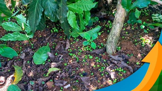 Café no Sudoeste de Minas Gerais: Florada irregular e altas temperaturas resultam queda expressivas de chumbinhos e preocupação com 2024 volta ao radar