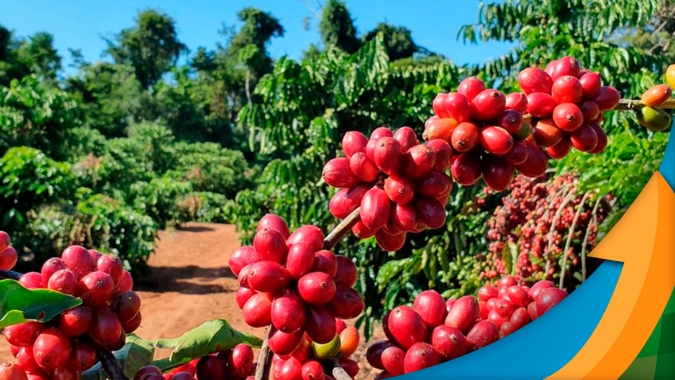 Vietnã fora, produtor na Ásia sem entregar café, logística, chuvas e financeiro: Entenda o atual cenário para o mercado de robusta e arábica