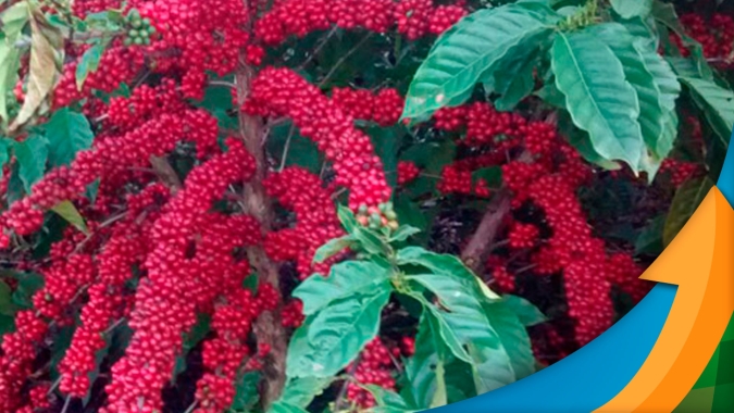 Preços do café: "Do campo à xícara não tem ninguém ganhando,  está todo mundo realmente estressado", comenta analista