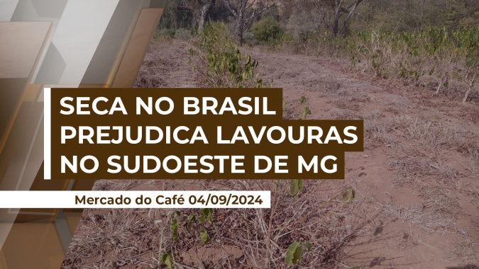 Impacto da seca excessiva no Brasil nas lavouras de café do Sudoeste de Minas Gerais