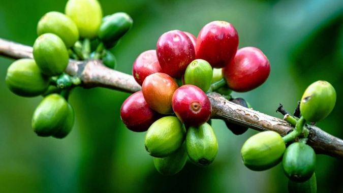 Café: Arábica retoma fôlego, se recupera das mínimas em 8 semanas e fecha em alta na Bolsa de NY