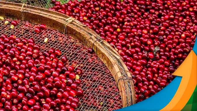 Café: Com cenário nebuloso, produtores e exportadores devem seguir acompanhando mercado oscilando até o fim de 2022, diz analista