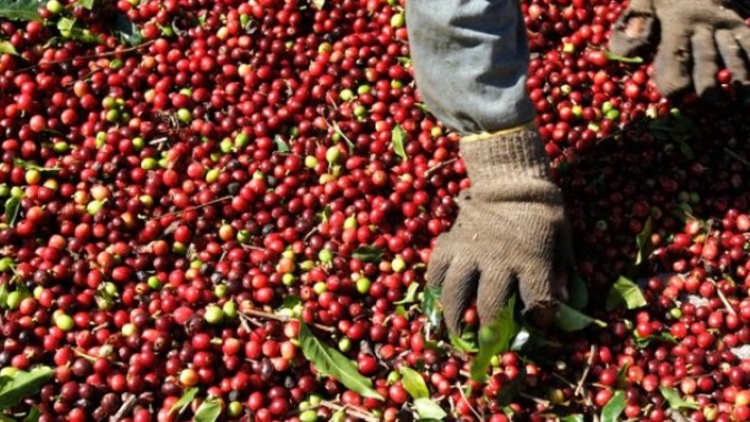 Colheita de café ultrapassa 96% na área de atuação da Cooxupé