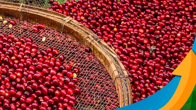 Ficando atrás só do cacau, café avançou 30% nas últimas semanas e melhora relação de troca para o produtor