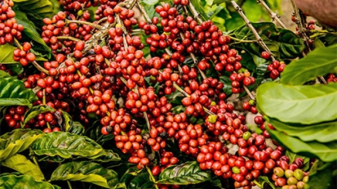 USDA projeta recorde para safra de café do Brasil e vê salto de 30% na exportação