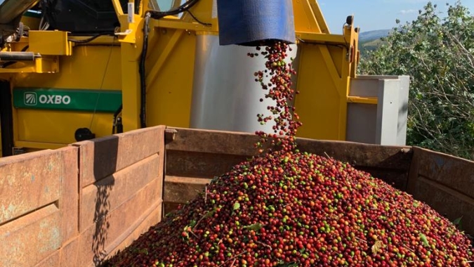 Café: Vivendo intensa volatilidade, mercado volta a testar altas nesta 4ª feira