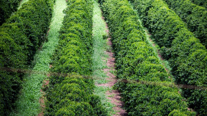 Espírito Santo inicia colheita da safra 2025 de café arábica