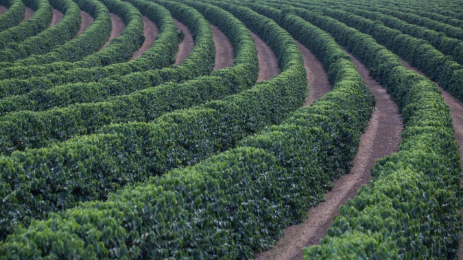 Café abre em queda nas bolsas, mas avanço da colheita no Brasil e preocupação com produtividade mantêm mercado atento