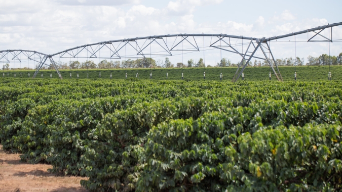 Café: Cultivo no BR deve dobrar até 2050, mas especialistas alertam sobre endividamento futuro