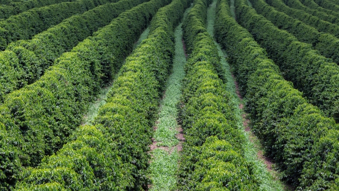 Café encerra abril pressionado pela safra brasileira e amplia perdas nas bolsas internacionais