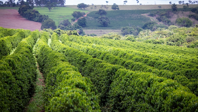 Safra 2027 de café entra no radar do mercado com risco climático crescente e produtores já correm para proteger produtividade e qualidade