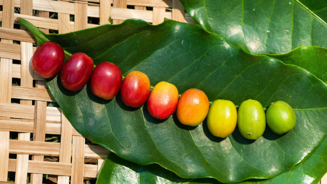 Café canéfora tem zoneamento de risco climático atualizado
