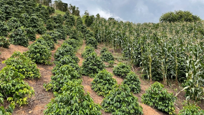 Café: Comercialização da safra 2021/22 do Brasil está em 94%, aponta Safras
