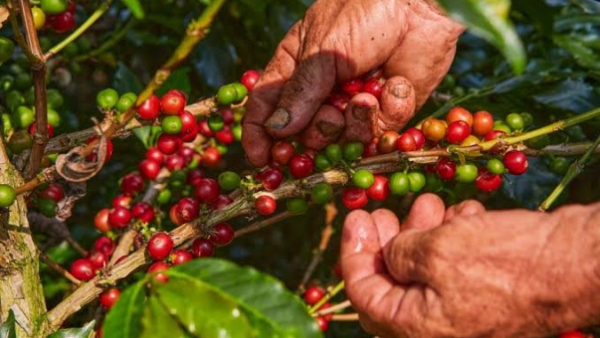 Fluxo de café na Colômbia está "significativamente restrito" após terremoto, diz Sucafina