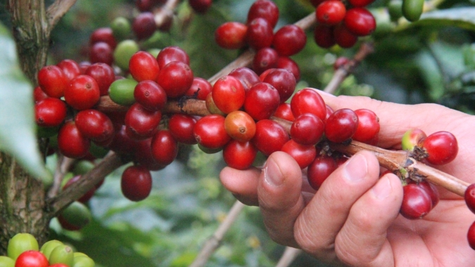 Café: Com novos ajustes, arábica e conilon voltam a recuar nesta 2ª feira