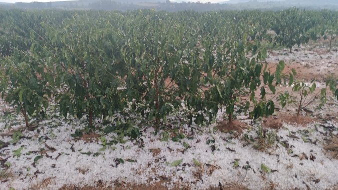 Café inicia junho com mercado atento à colheita e ao clima nas regiões produtoras