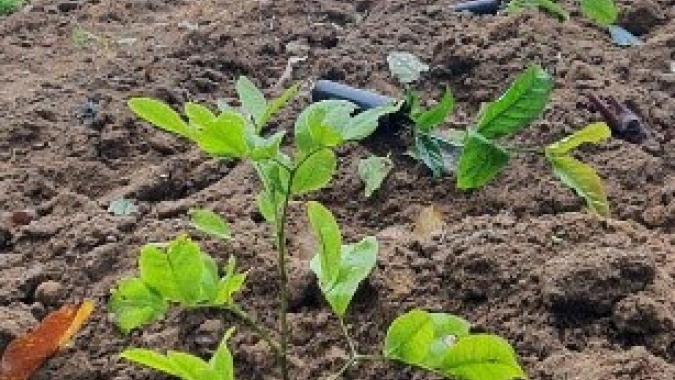 Serviço Florestal apoia cultivo de café em consórcio com pau-brasil e viveiro da espécie na Bahia