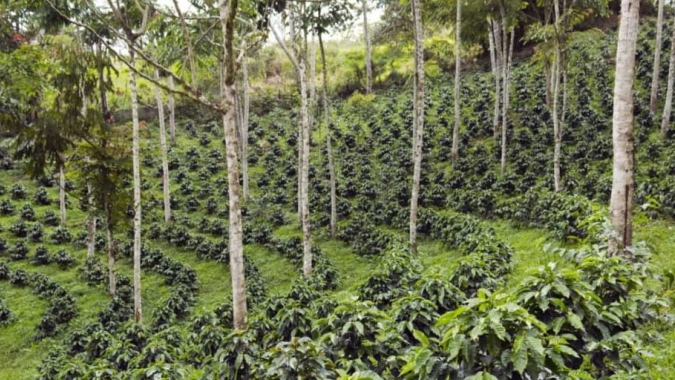 Café sob sombra ganha força no Brasil e pode transformar lavouras em refúgios de biodiversidade