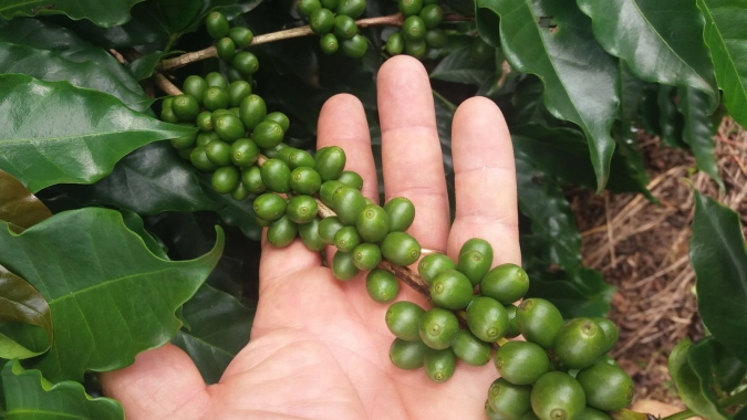Condições favoráveis para a safra brasileira pesam e arábica começa semana com baixas