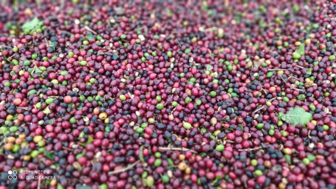 Sudoeste de Minas é a quinta região produtora de café do estado a receber Indicação Geográfica (IG)