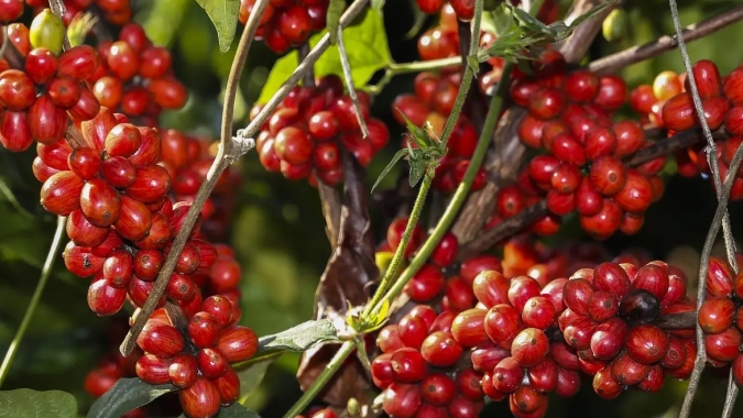 Café inicia sessão com arábica em leve alta e robusta recua nas bolsas internacionais
