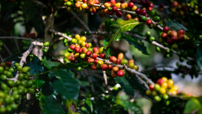 Preços do café recuam com realização de lucros nas bolsas internacionais na manhã desta 4ª feira (02)