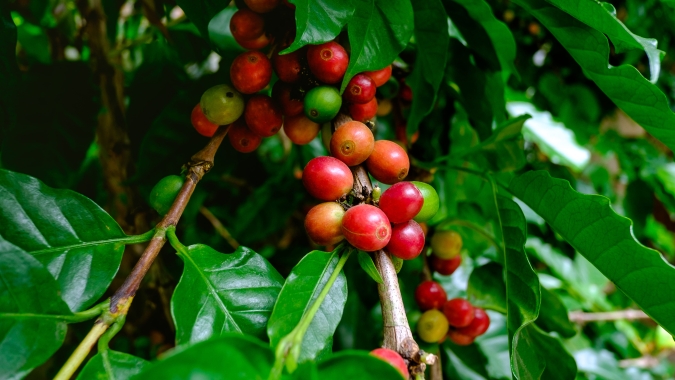 Café cai forte em Nova York com avanço da colheita no Brasil e dólar forte; robusta sobe em Londres