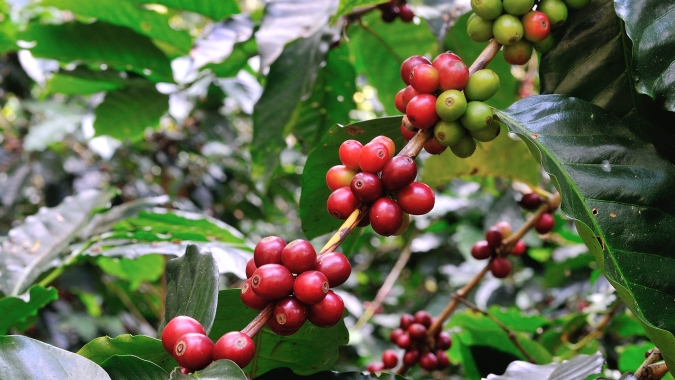 Café/Cepea: Avanço da colheita mantém preços em queda