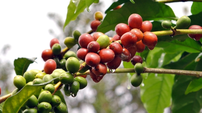 Preços do café fecham semana em lados opostos nas bolsas internacionais, com robusta em alta após dias em queda