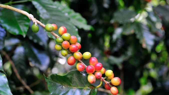 Preços do café robusta trabalhavam em campo misto em Londres na manhã desta 5ª feira (27)