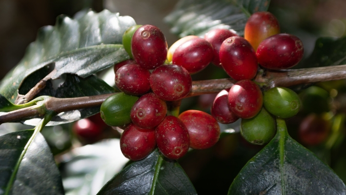 Mercado do café: Nesta 5ª feira (06) arábica registra a 12ª sessão consecutiva de altas recordes em NY