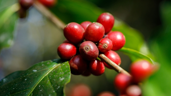 Café/Cepea: Preços do arábica voltam a subir com força