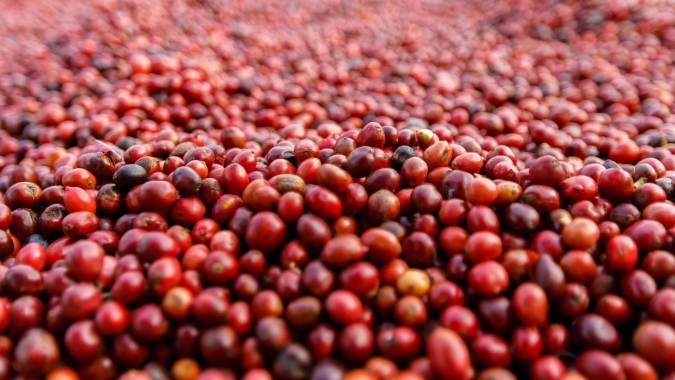 Mesmo com baixas nos embarques, café quase não reage e tem dia de estabilidade em Nova York
