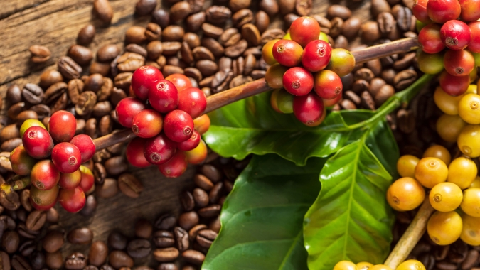Café: Após despencada na sessão anterior, futuros do arábica sobem forte