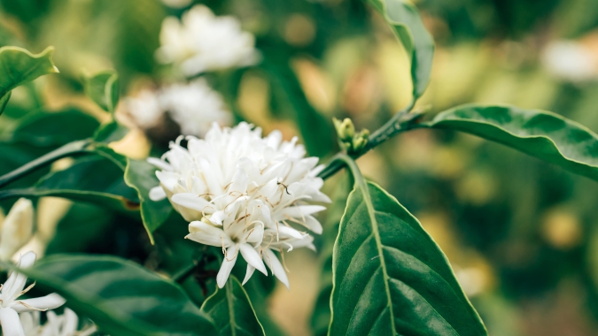 Florada sem chuva: Primeiras flores do café secam por conta do clima seco no Brasil