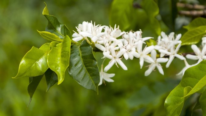 Café de MG vê floradas para safra 2026 e produtores aguardam mais chuvas para pegamento