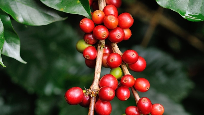 Café abre em direções opostas com mercado atento ao clima e ao ritmo da colheita no Brasil